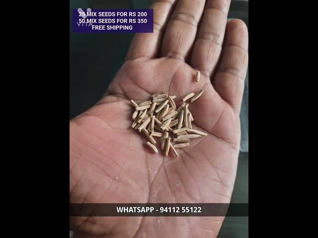 ADENIUM SEEDS FOR SALE