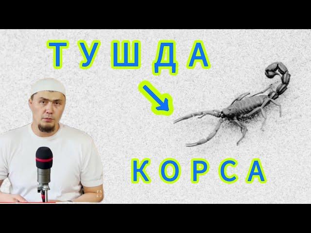 Tushda Chayon Korsa Nima boladi Umar kori Tush tabirlari Тушда чаен Умар Кори #tushar #tushtabiri