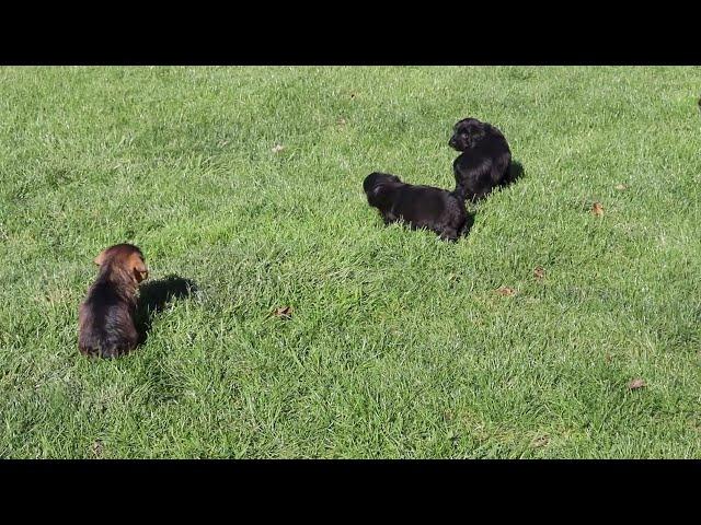 Poodle Mix Puppies For Sale