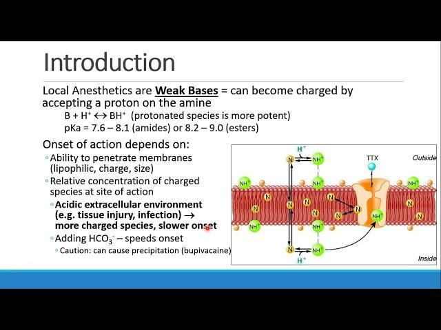 Pharmacology for Anesthesia   06 Local Anesthetics Part 1