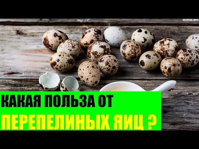 Какая польза от перепелиных яиц?