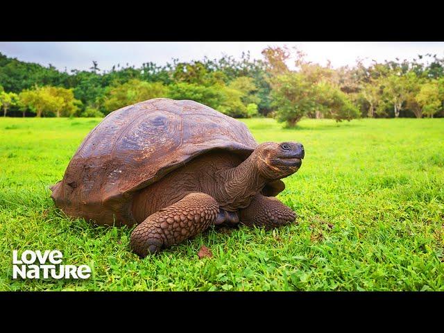 Giant Tortoise Prepare For Epic Migration | Dawn to Dusk 101