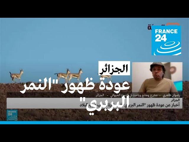 عودة ظهور "النمر البربري" في ساورة بجنوب الجزائر