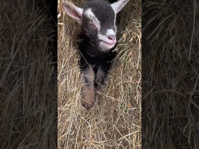 Moo vs  Baa  Can You Tell the Difference Between Cow and Goat Calls? #cutefarmanimal #cute #animals