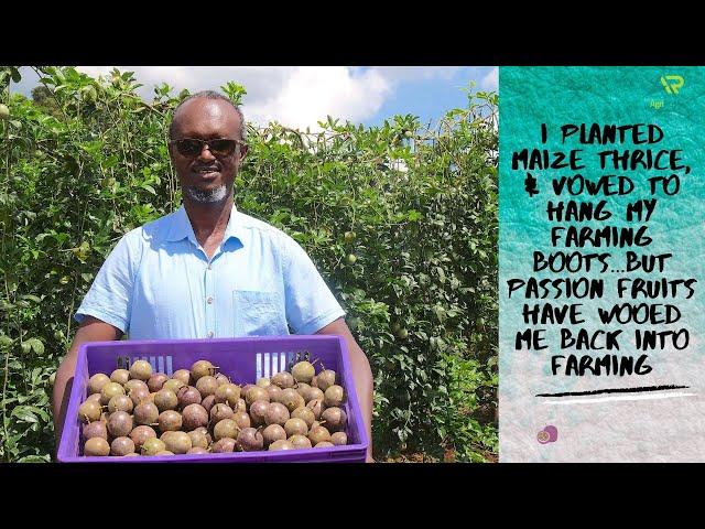 How I started my Passion fruits orchard. I've learnt that farming is a blend of art and science!