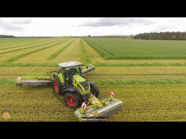 CLAAS Gespann beim Roggen Mähen - Ganzpflanzensilage GPS Futter Roggen mähen m. Claas Mähkombination