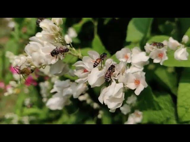 11 mins. Relaxing Music Video, Forest and Nature, Sleeping Music, Stress Relief