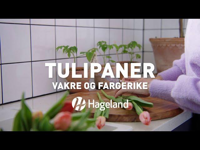 Tulipaner - Vakre og fargerike