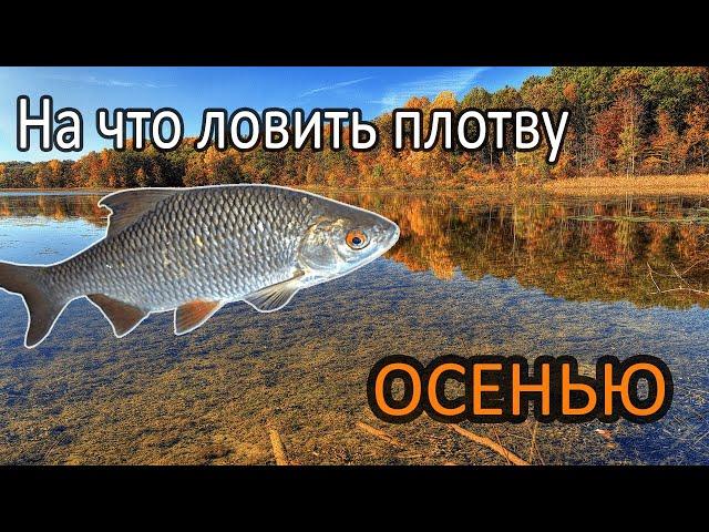 Ловля осенней плотвы / Снасти / прикормка / приманки