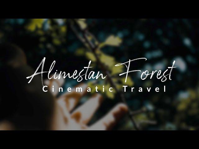 Cinematic video Travel Alimestan Forest