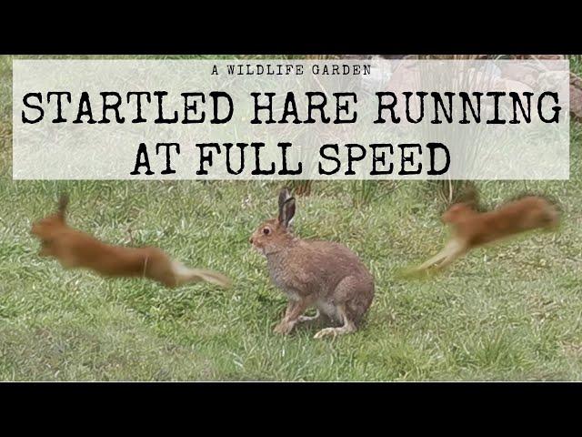 Startled Hare Running at Full Speed. An Exploring Hare Gets Startled and Runs at Full Speed.