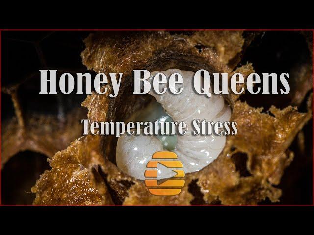 Apis mellifera Honey Bee Queens Overheating - Temperature Stress In Apiaries - Beekeeping