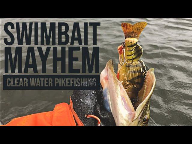 Swimbait MAYHEM! Clear water pike fishing in the Netherlands (English/Swedish/Dutch/German Subs)