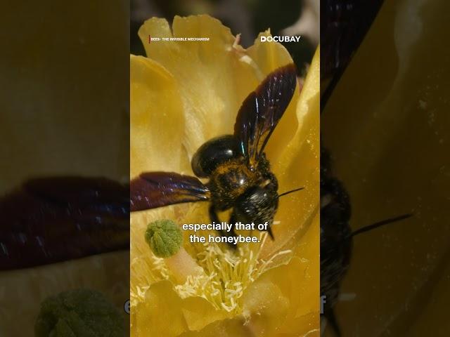 A race against time to save the Bees | Bees - The Invisible Mechanism