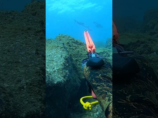 Buena lisa combinando espera y acecho #pescasubmarina #spearfishing #fishing #pesca #canarias