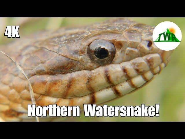 The Northern Water Snake: Everything You Need To Know!