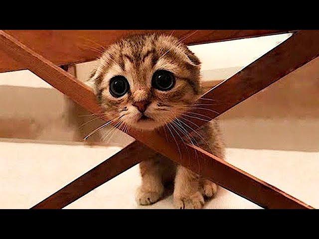 Funny animals - Funny cats / dogs - Funny animal videos 52