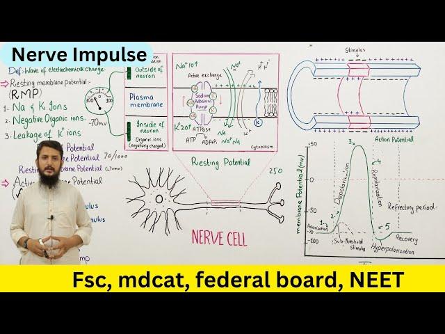 Nerve impulse | resting potential and action potential