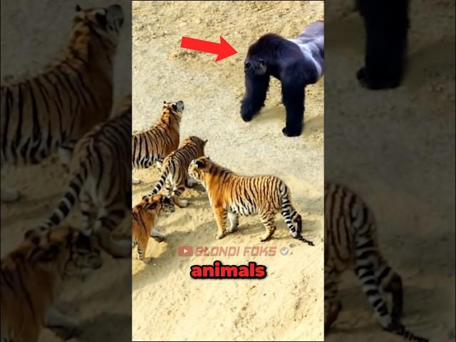 Tigers VS Gorilla Meet in Wild! - Blondi Foks
