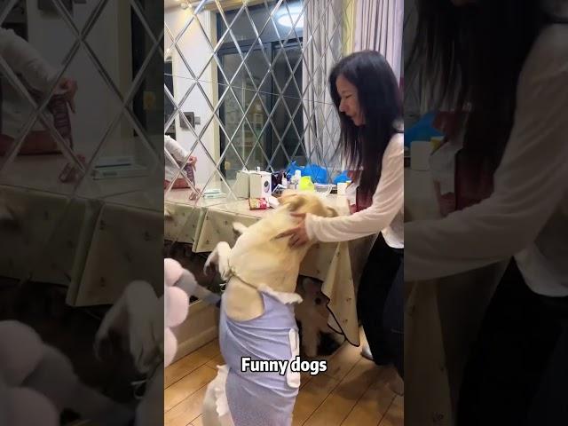 Coco come back #usa #funny #funnyanimals #cutedog #dog