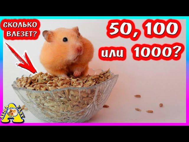 Сколько зёрнышек за щёки засунет хомяк? / 50,100 или 500?/ Больше чем у Mamix Live / Alisa Easy Pets