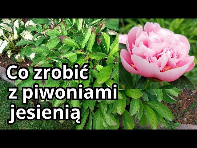 PIWONIE - jak dbam o piwonie, jesienne zabiegi, czego nie lubią piwonie