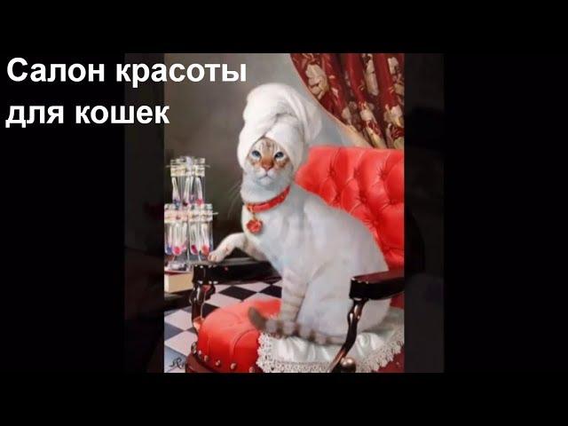 Спа - салон для кошек. Грумминг. Все включено / Salon for cats