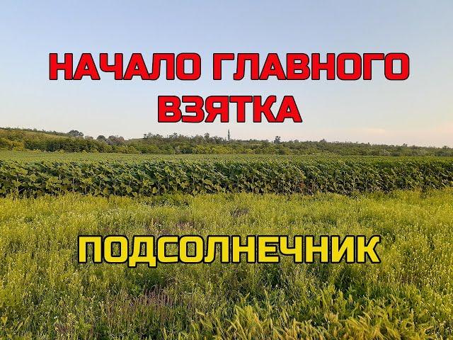 Начался главный взяток с подсолнечника. Бессарабия.