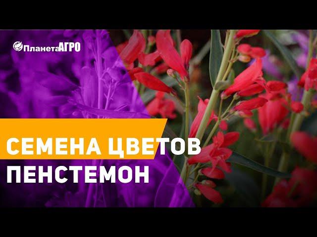  Семена цветов Пенстемон  Планета Агро