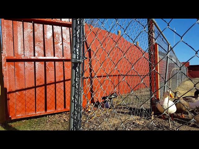 Just Another Day At Weaver Family Farms.  Building & Painting Fence. Ducks and goats!