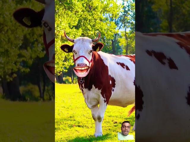 Roti sabji le aao re #cow #sound #funny #shorts #video