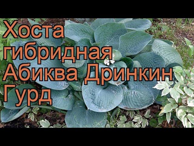 Хоста гибридная Абиква Дринкин Гурд  обзор: как сажать, рассада, саженцы хосты Абиква Дринкин Гурд