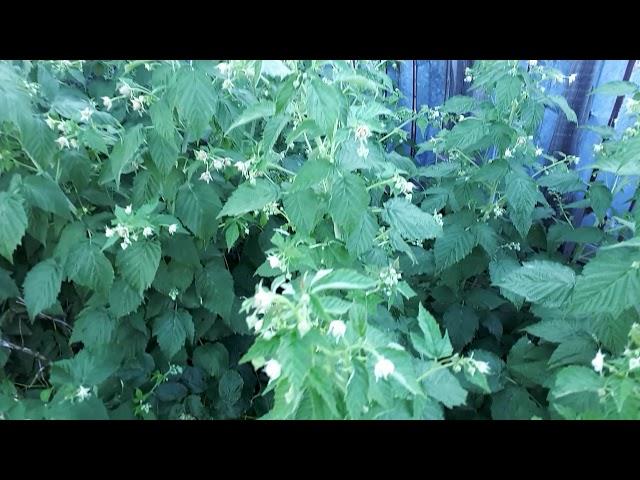 Сумашедшая урожайность у ремонтантной малины Костанайская красавица.