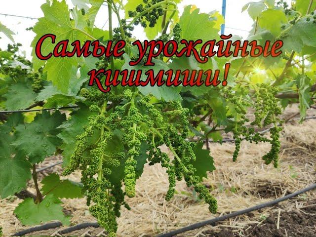 Самые урожайные к-ши. Как с ними работать.