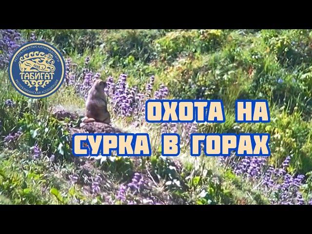 Охота в горах на сурка! Замедленная съемка!!!