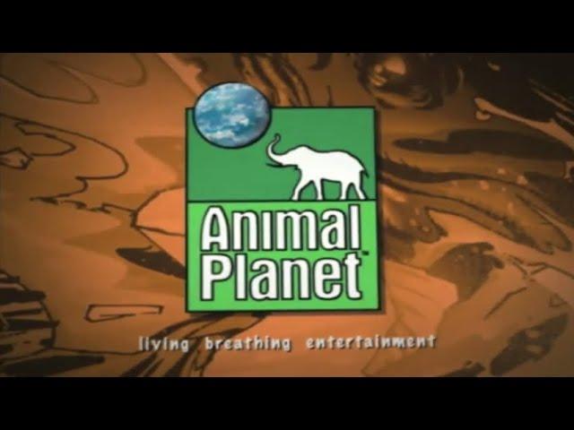 Animal Planet Bumpers Promo Ident ID & Commentary