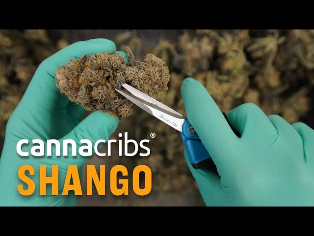 Shango Las Vegas: Premium Cannabis Vertically Integrated (MSO), Canna Cribs S2E6