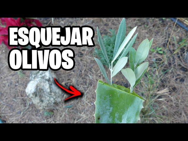 Como Hacer Esquejes de Olivo Sin RAIZ Paso a Paso!! Olivos GRATIS | La Huerta de Ivan