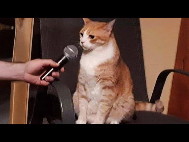 When These Cats Can Speak English Better Than Hooman  Funny Cats 2024