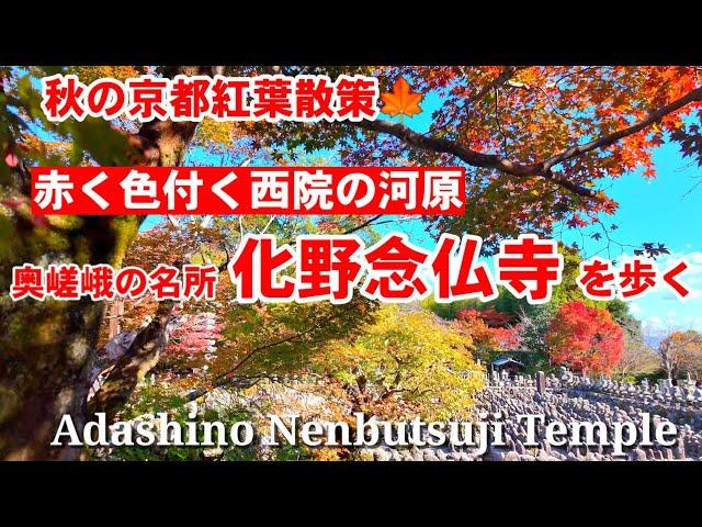 11/21(木)秋の京都紅葉散策赤く色付く西院の河原 奥嵯峨の名所 化野念仏寺を歩く 【4K】Adashino Nenbutsu Temple