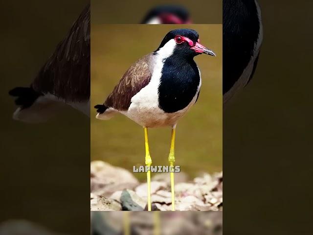 8 Mind-Blowing Animal Facts You Won’t Believe Are True! #AnimalFacts #Wildlife