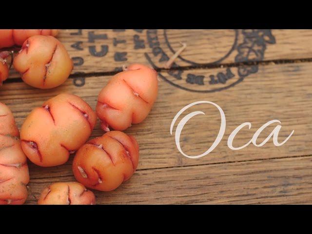 Oca!