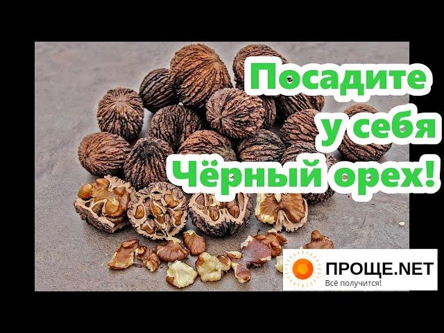 Посадите у себя Чёрный орех!