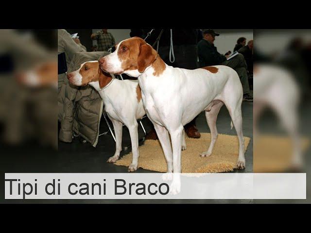 Tipi di cani BRACO - Caratteristiche e foto