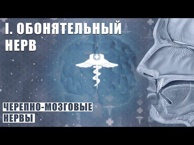 ОБОНЯТЕЛЬНЫЙ НЕРВ (N. OLFACTORIUS) │ Черепно-мозговые нервы │ I пара