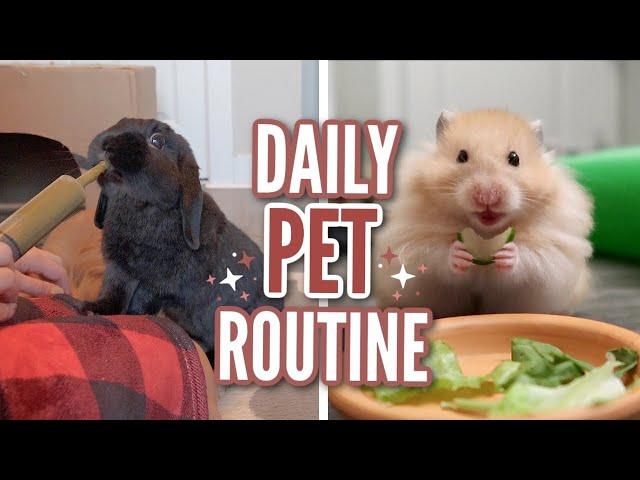 Daily Pet Routine 2021