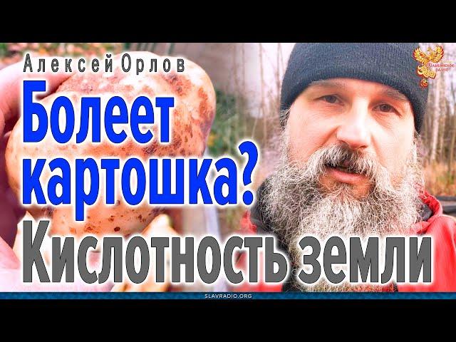 Почему болеет картошка? Кислотность земли? На что обратить внимание? Алексей Орлов