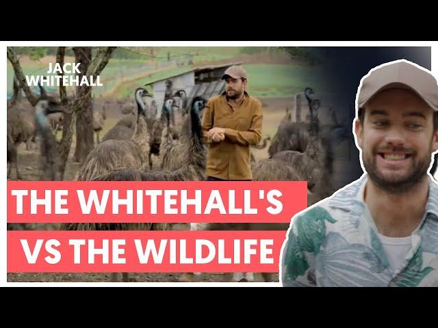 The Whitehalls vs The Wildlife | Jack Whitehall: Travels With My Father