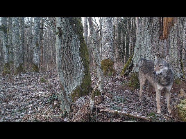 Wolves in 2020. Video summary.