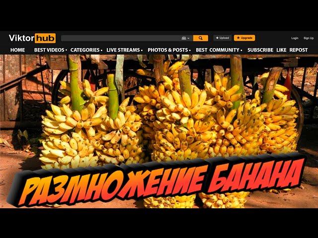 Banana reproduction at home